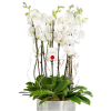 Beyaz Orkide TASARIM