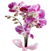Dalmaçyalı Pembe Orkide