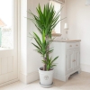 YUCCA BİTKİSİ