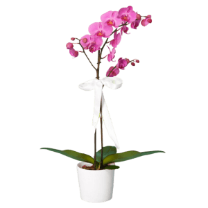 PEMBE ORKİDE
